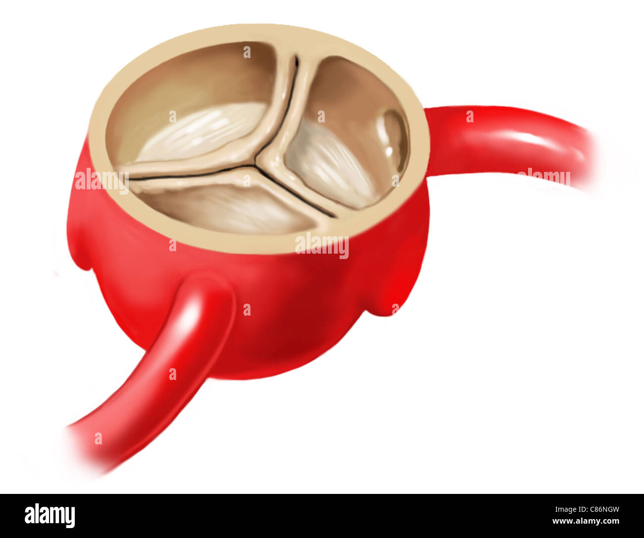This medical exhibit features a cross sectional view of a normal tricupsid aortic valve. Stock Photo