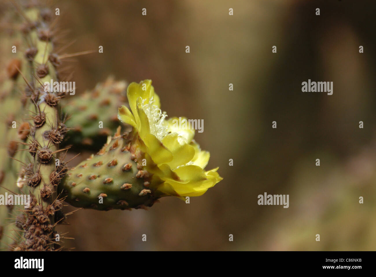 Blossoming Galapagos prickly pear cactus (Opuntia echios) on North Seymour Island, the Galapagos. Stock Photo