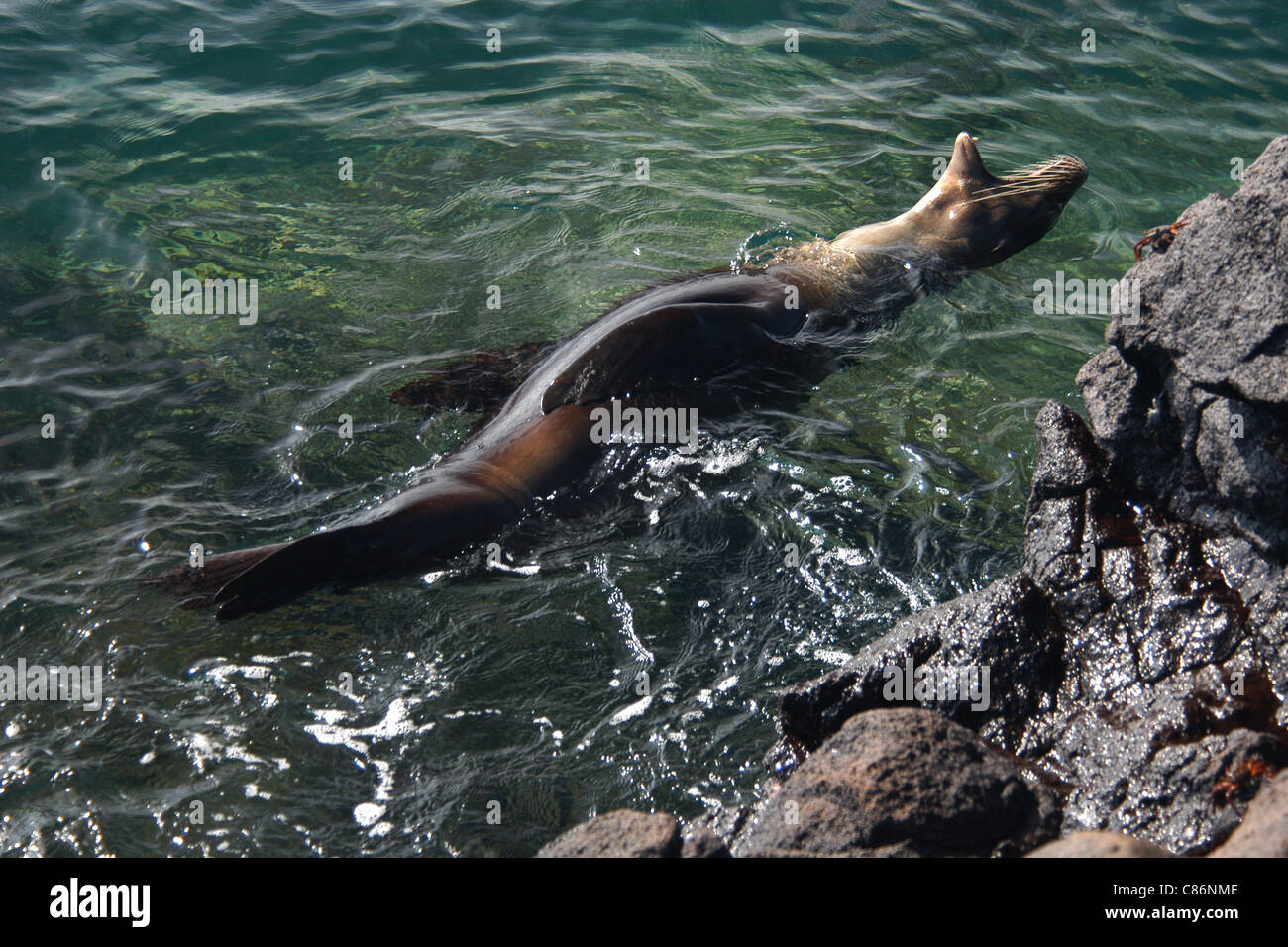 Galapagos sea lion (Zalophus californianus wollebacki) swims near North Seymour Island, the Galapagos. Stock Photo