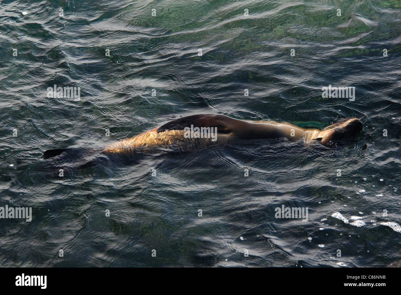 Galapagos sea lion (Zalophus californianus wollebacki) swims near North Seymour Island, the Galapagos. Stock Photo