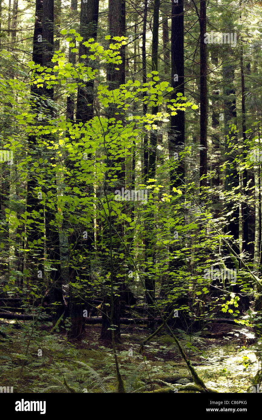 Virgin forest with high trees Stock Photo
