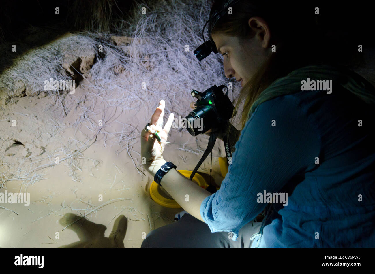 Scientist Yael Olek researching gekos lizards in Samar sand dunes. southern Arava Valley. Israel Stock Photo