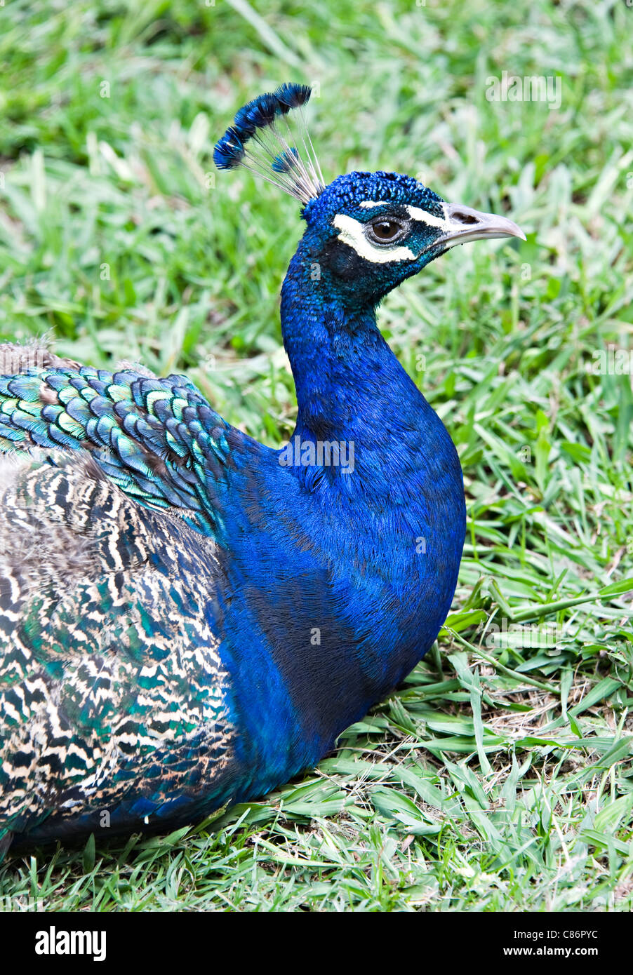 A Brightly Coloured Male Peacock Relaxing at Katikati Bird Sanctuary Bay of Plenty North Island New Zealand Stock Photo