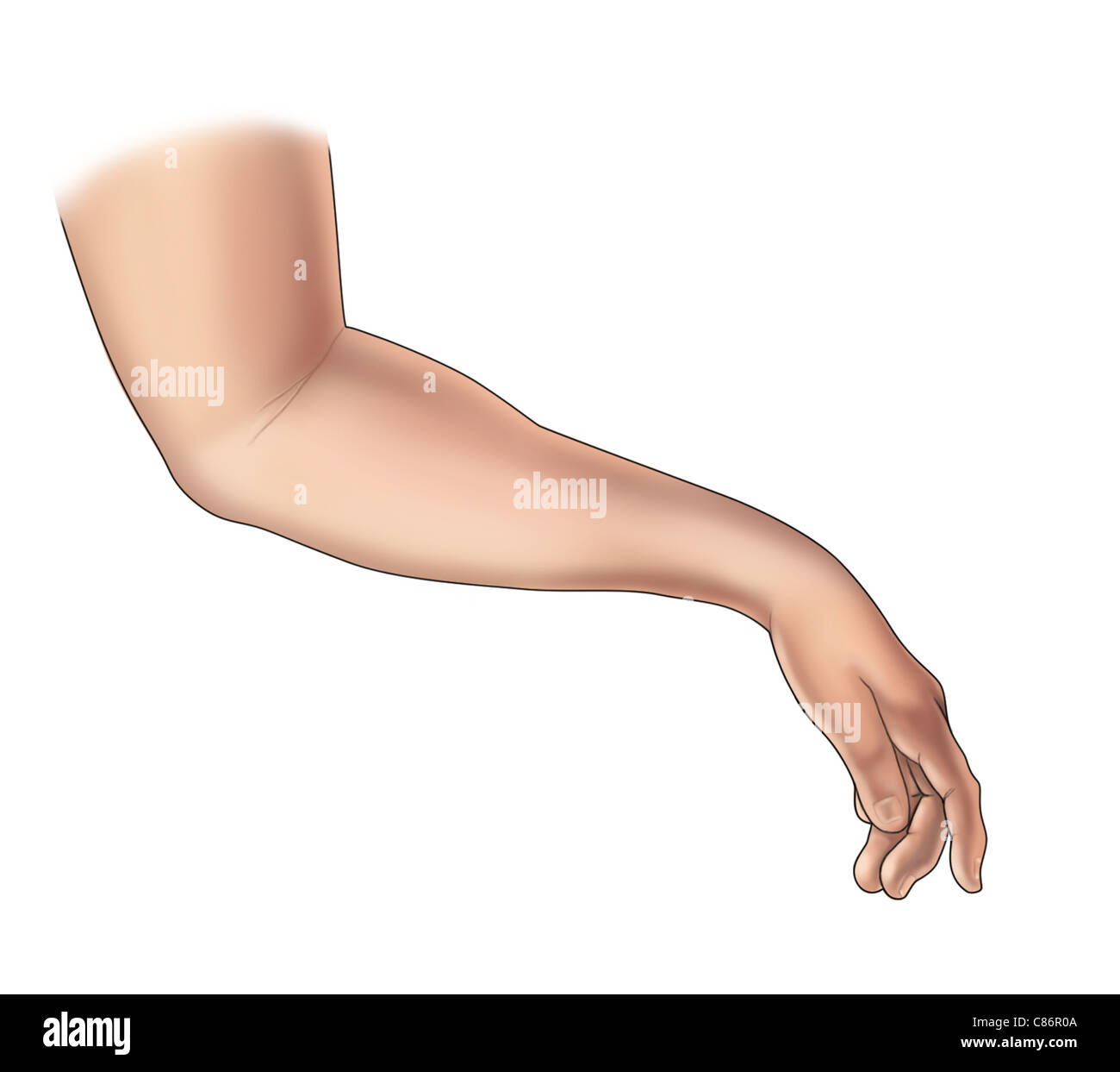 Medial Stock Photos & Medial Stock Images - Alamy