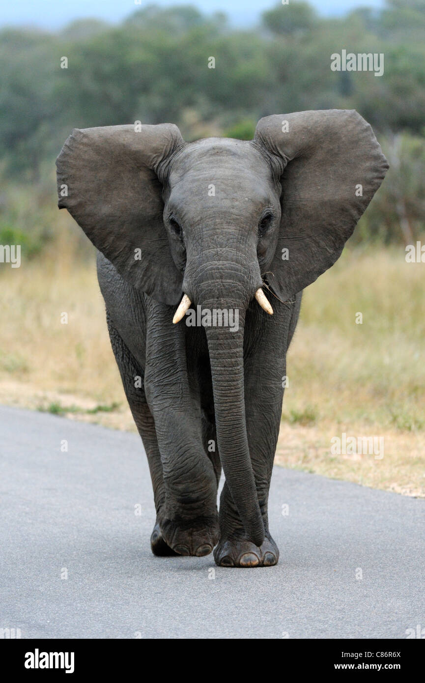 African elephant (Loxodonta africana Africana) Stock Photo