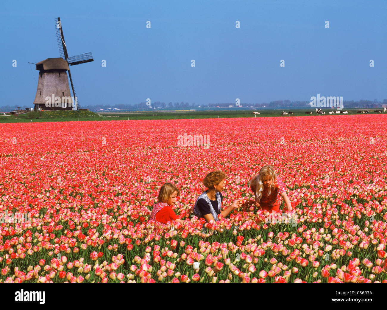 Mother and daughters in field of red tulips near Alkmaar with windmill in Holland Stock Photo