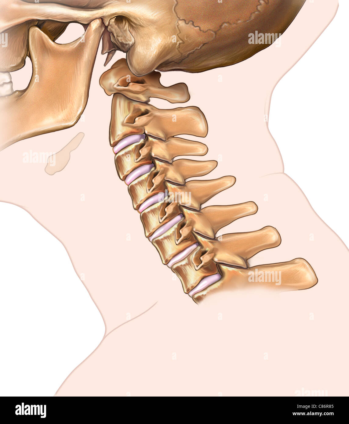 Cervical Vertebrae Lateral View Labeled