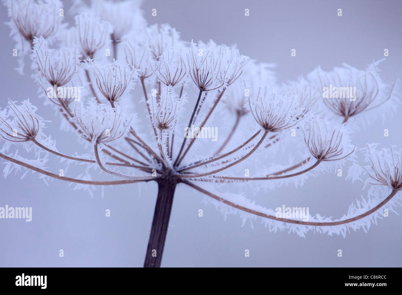 An umbellifer seed head covered in hoar frost Stock Photo