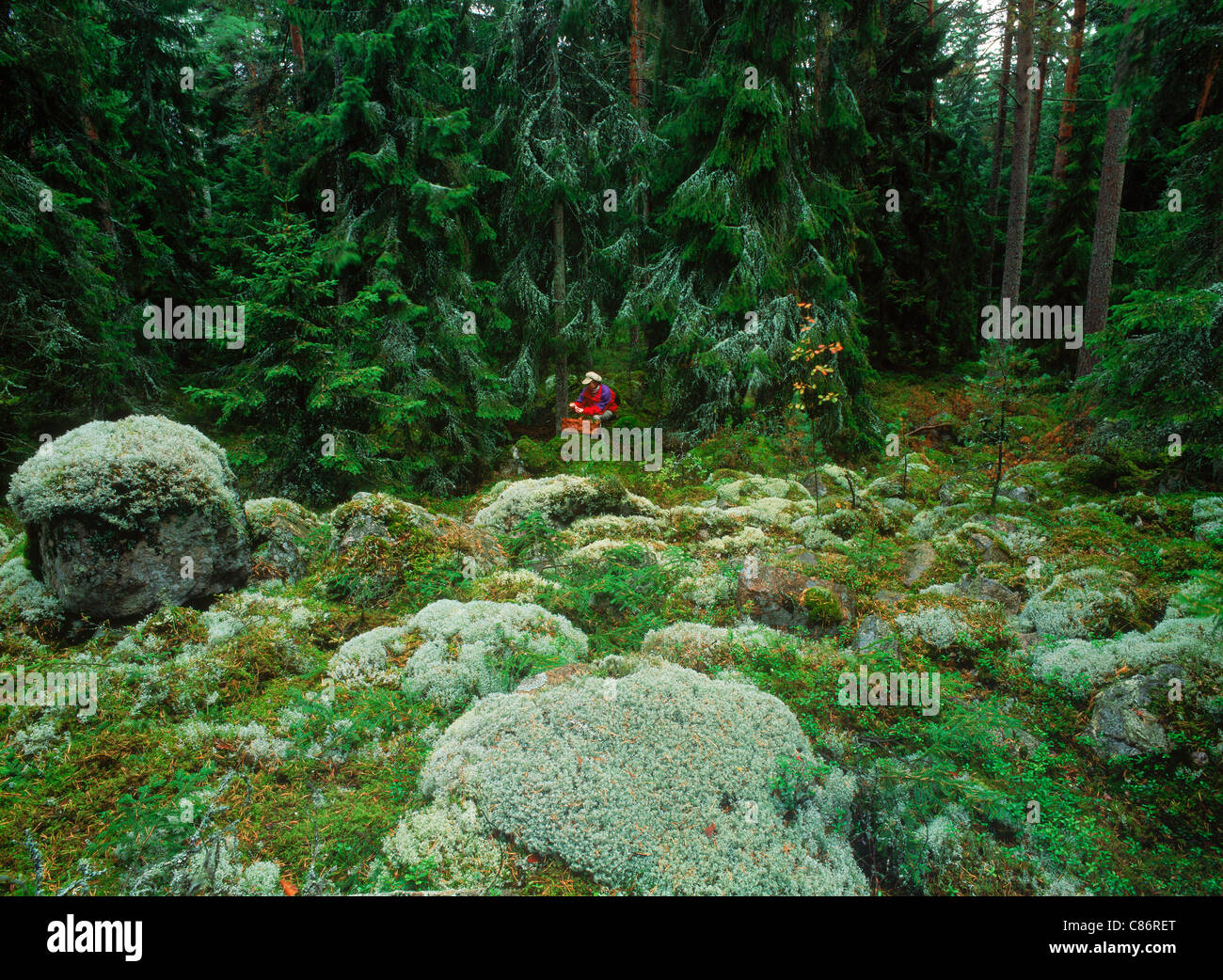 Woman picking mushrooms in Swedish forest in autumn Stock Photo