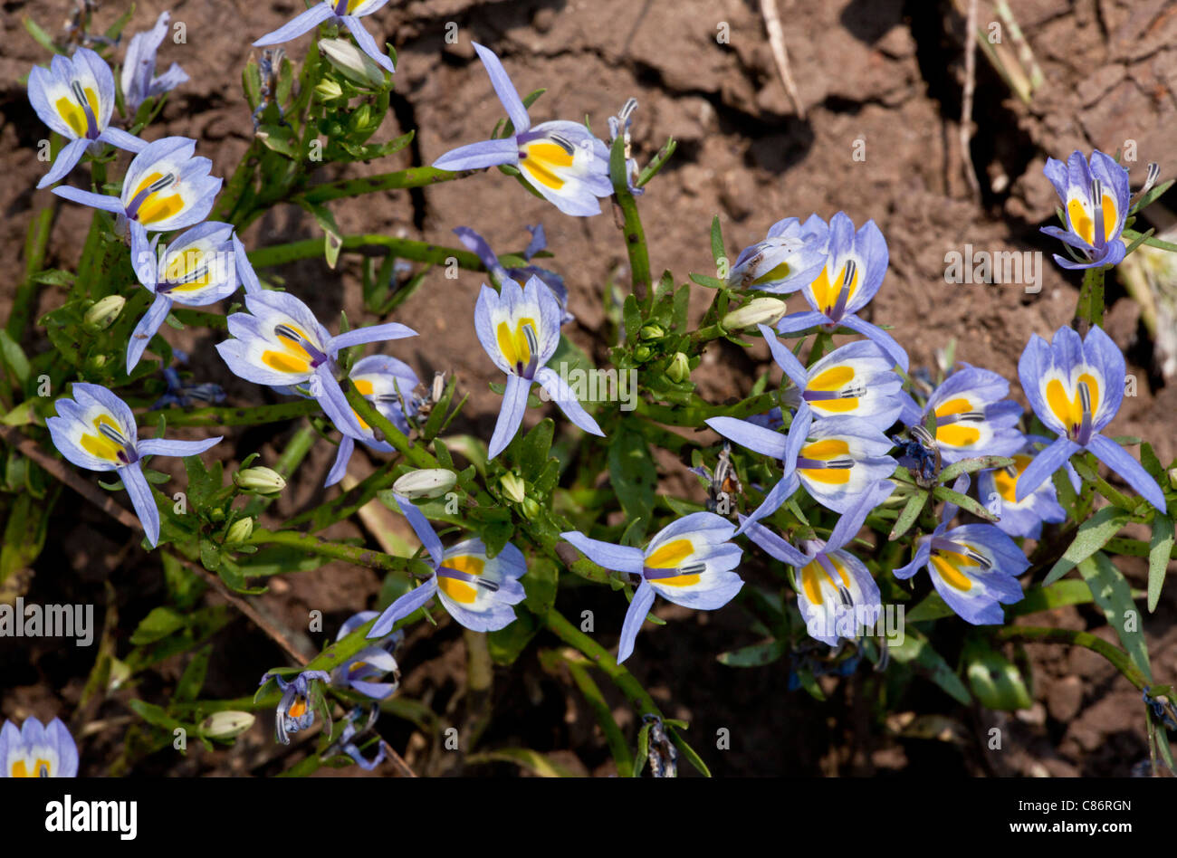 Calicoflower, Downingia sp. in flower, California Stock Photo