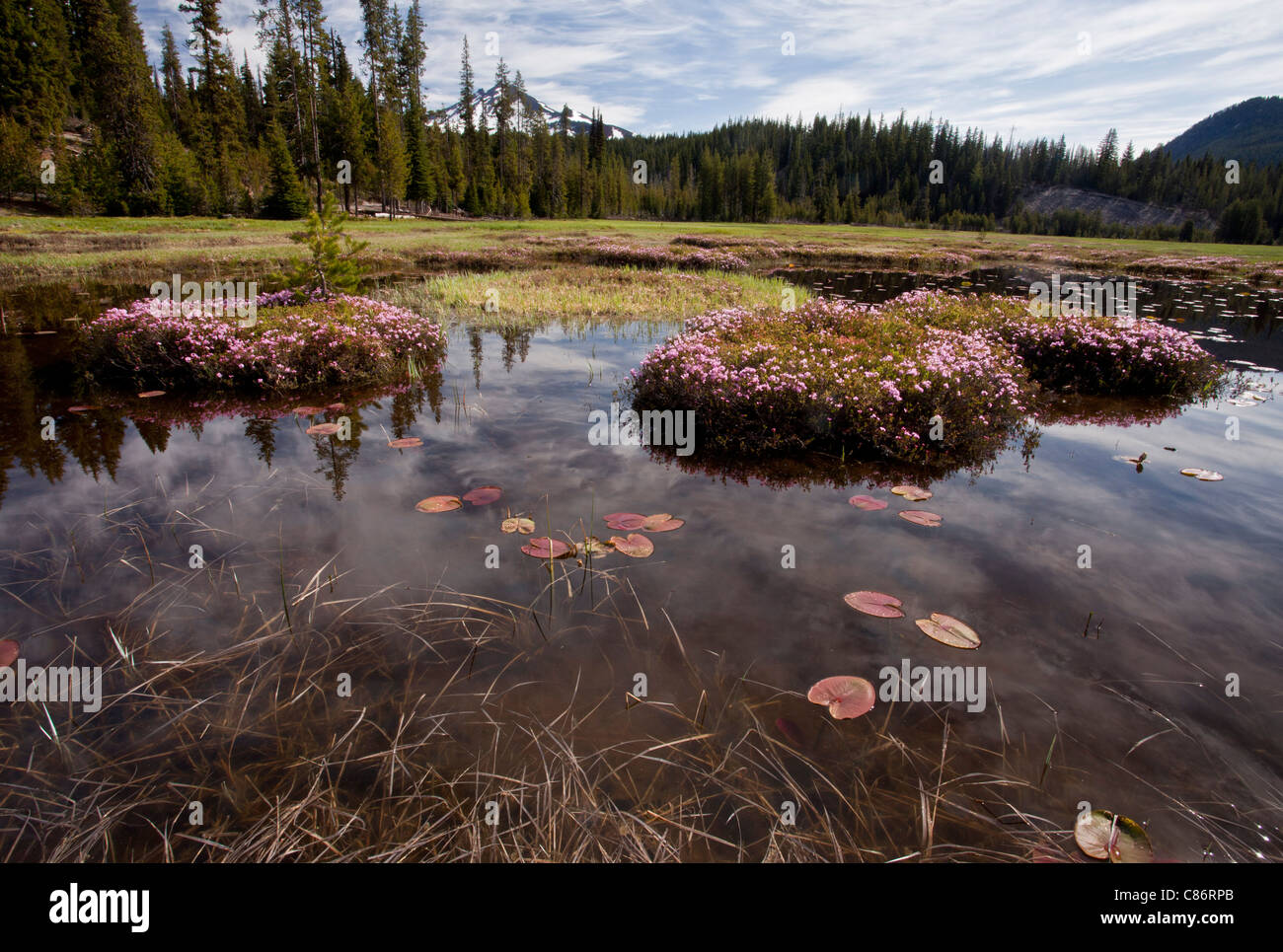 Western Bog Laurel, Kalmia microphylla on hummocks in Sparks Lake, at c. 6000 ft, Cascades Mountains, Oregon, USA Stock Photo