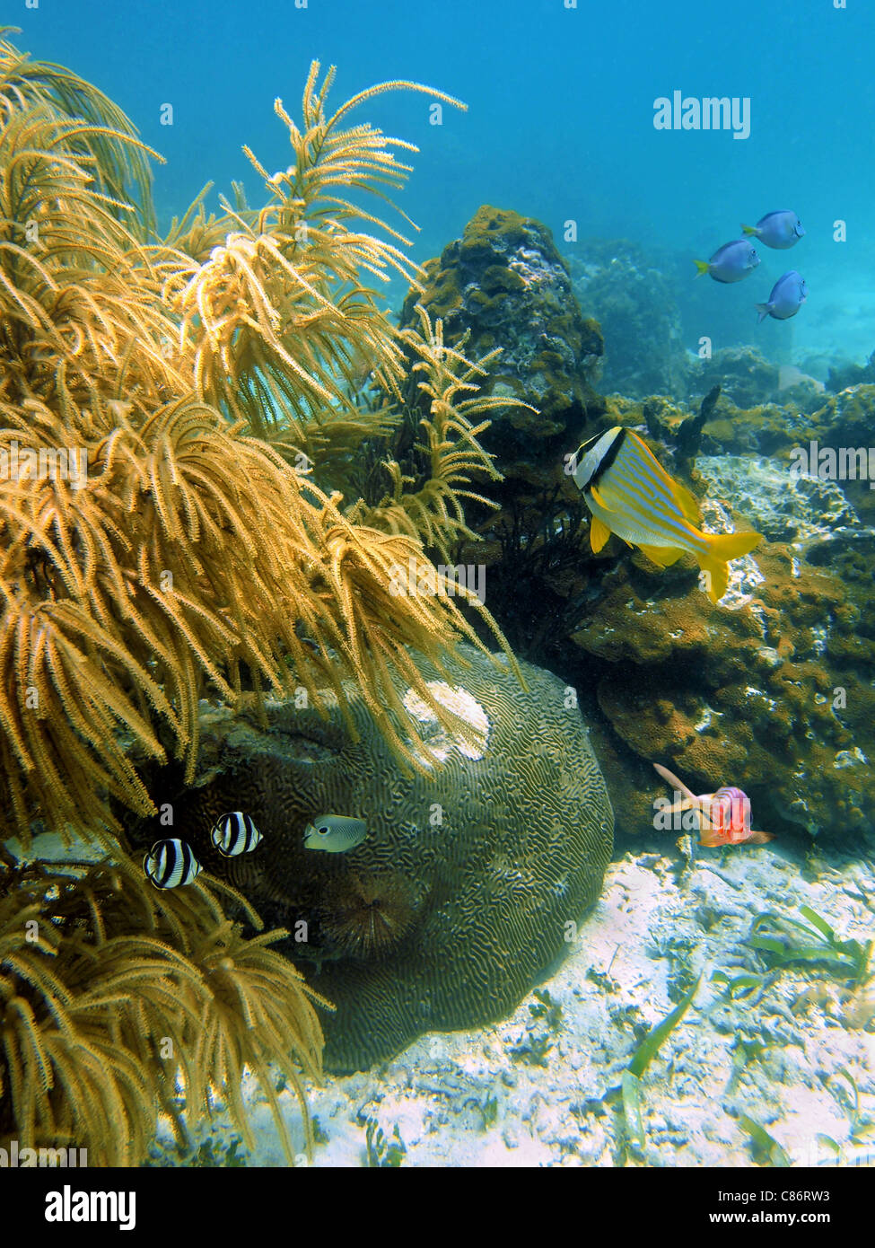 Big sea plume with hard coral and colorful tropical fish, Caribbean, Mayan Riviera, Mexico Stock Photo