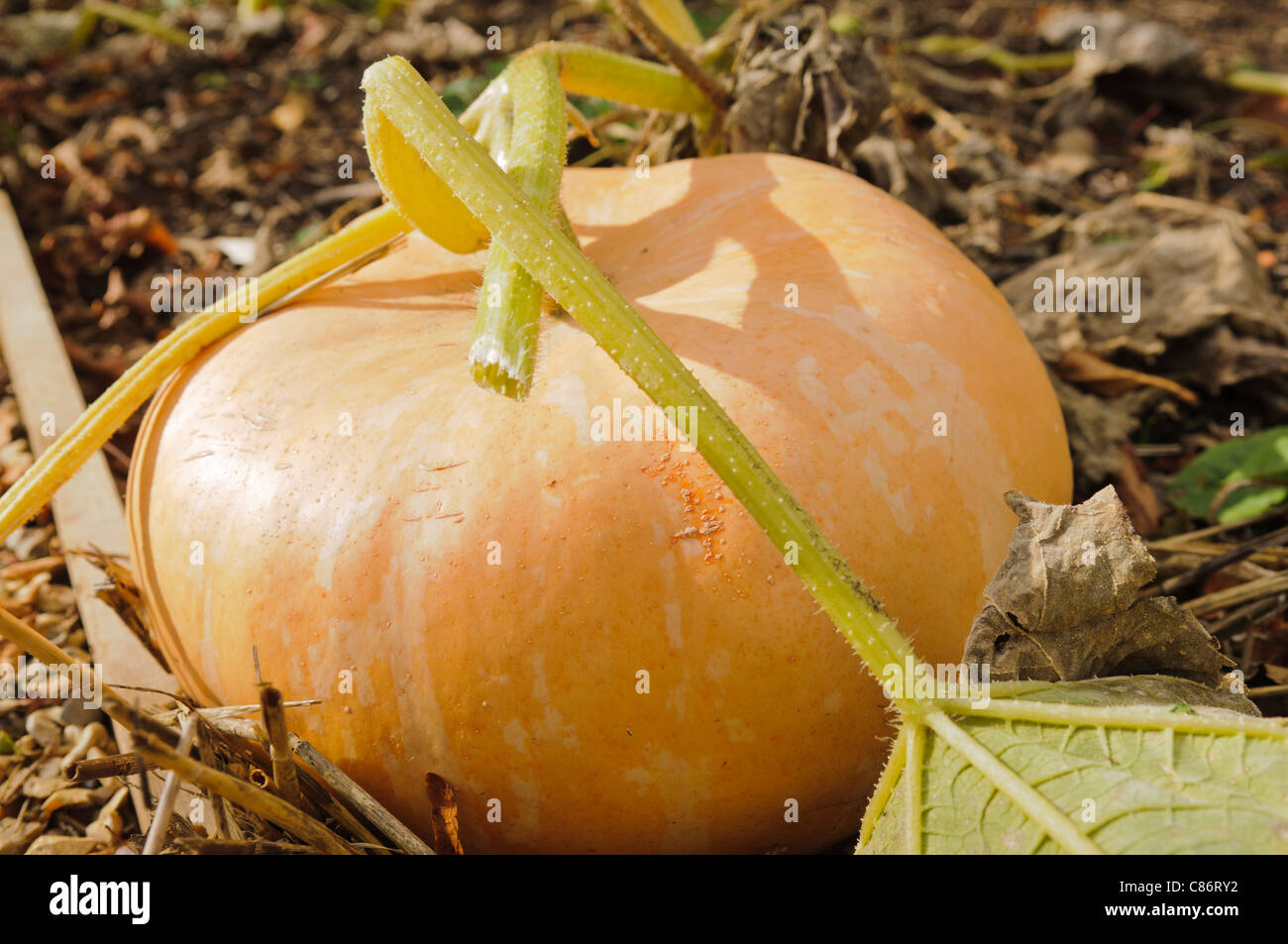 Pumpkins growing on a vegetable bed Stock Photo
