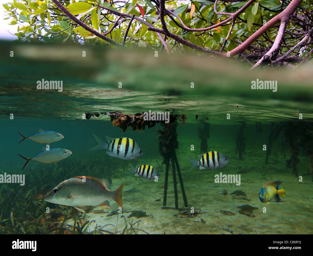 Surface and underwater view in the mangrove with tropical fish, Caribbean sea Stock Photo
