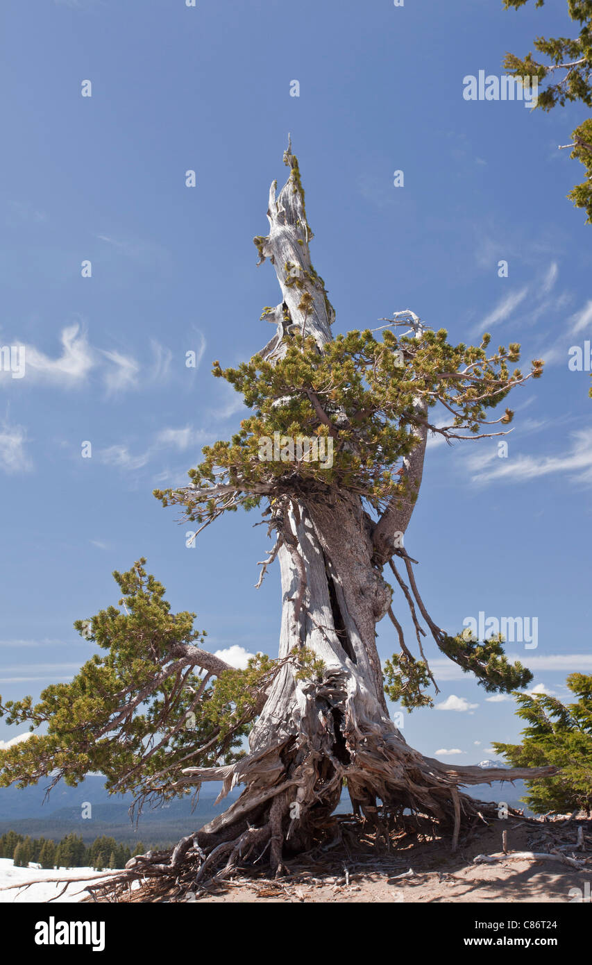 Ancient White bark Pine, Pinus albicaulis Crater Lake National Park, Oregon Stock Photo