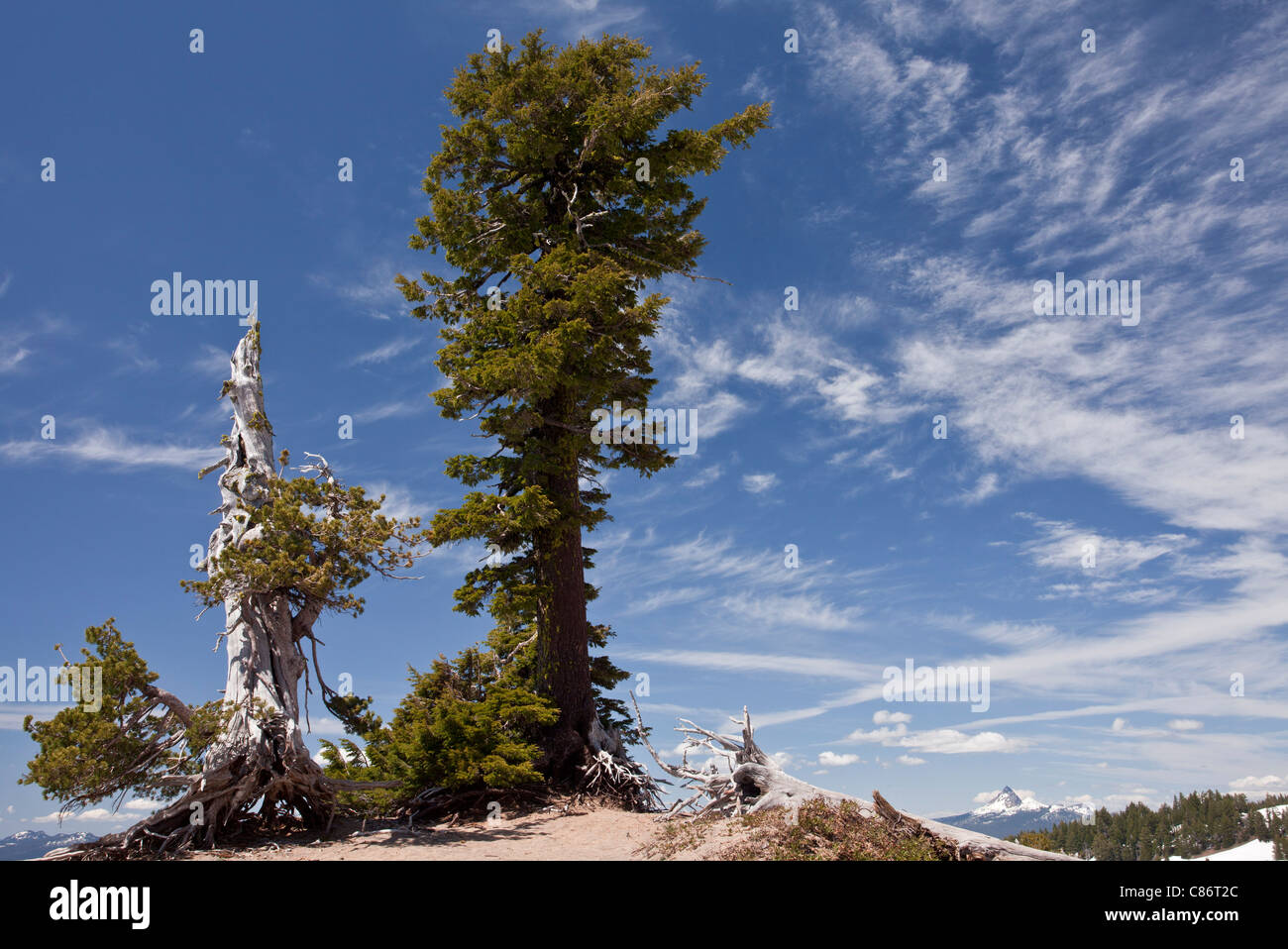 Ancient White bark Pine, Pinus albicaulis and Mountain Hemlock, Tsuga mertensiana at Crater Lake National Park, Oregon Stock Photo