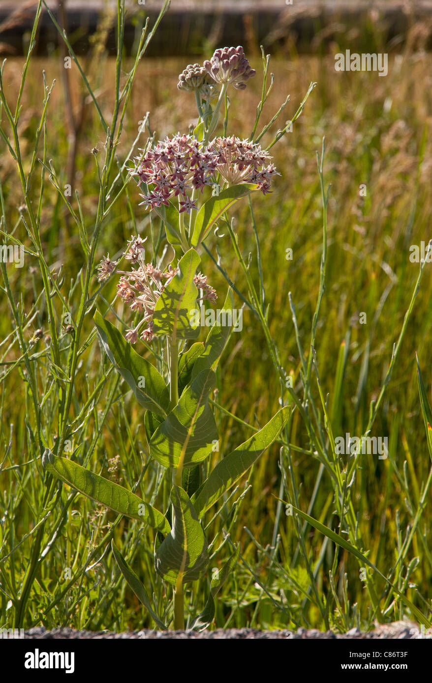 A Milkweed, Asclepias speciosa in flower, California, USA. Stock Photo