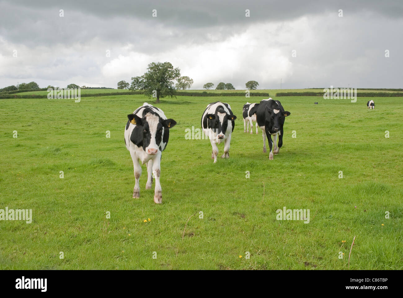 Dairy cows in pasture, UK Stock Photo