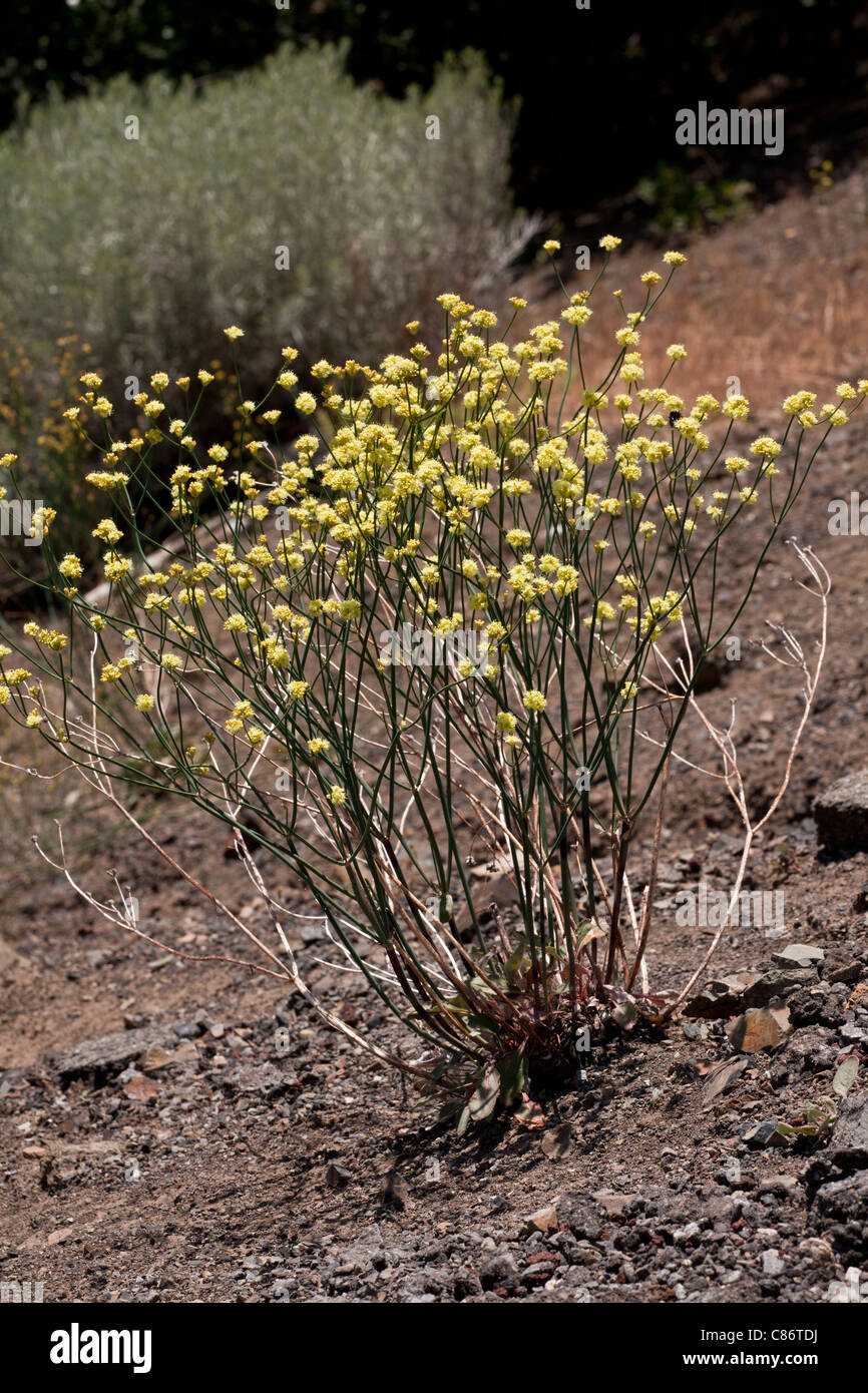 Nudum Hi res Stock Photography And Images Alamy nudum-hi-res-stock-photography-and-images-alamy