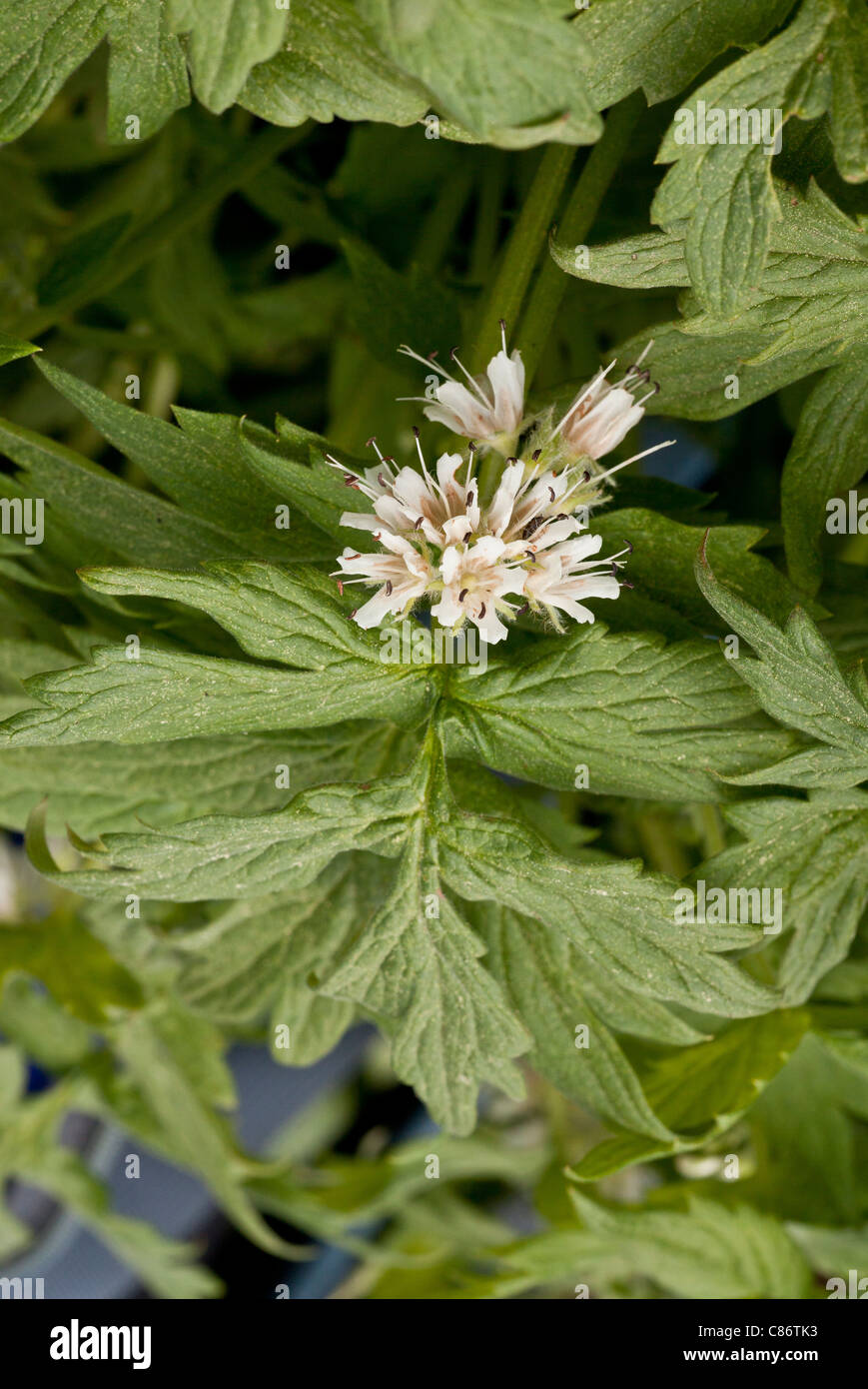 Fendlers waterleaf hires stock photography and images Alamy