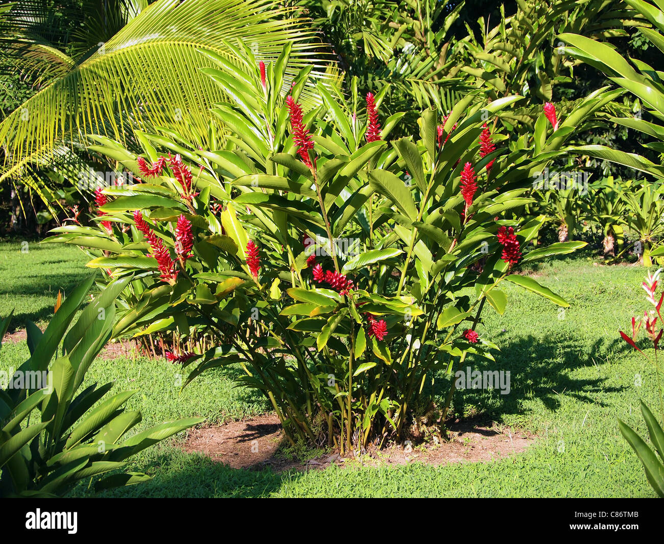 Red Ginger Plant With Flowers Alpinia Purpurata In A Tropical Stock Photo Alamy