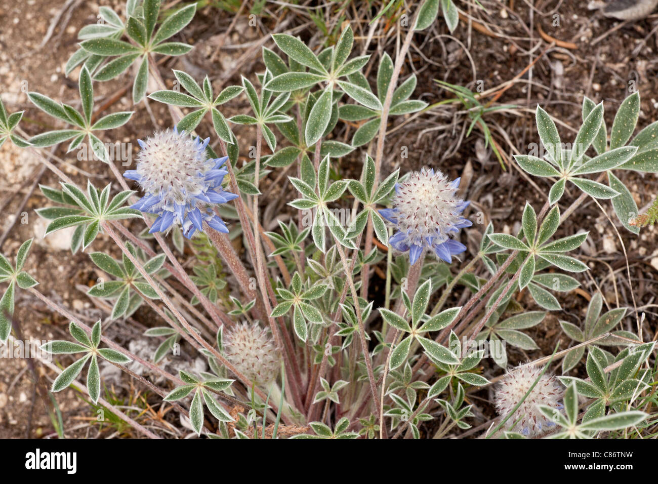 Ashland lupin, Lupinus lepidus var ashlandensis; endemic to Mount Ashland, Oregon. Stock Photo