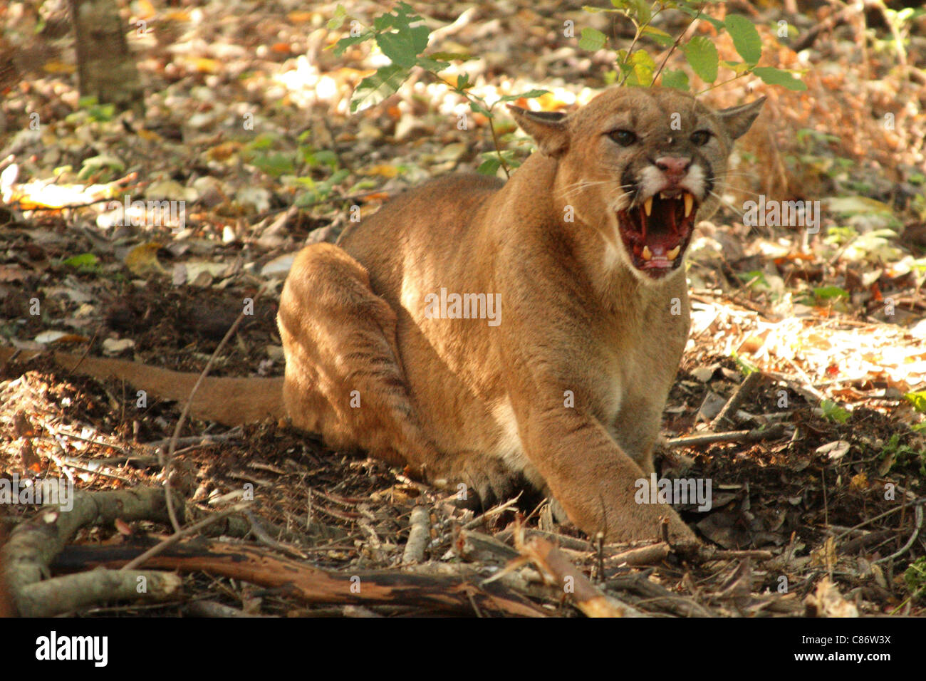 A wild Mountain Lion giving a deep growl. Stock Photo