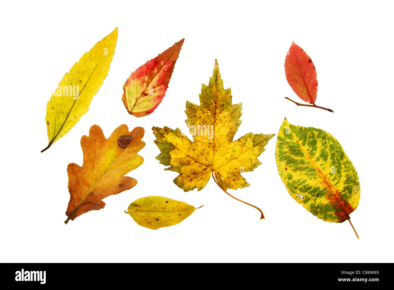 Group of different Autumnal leaves isolated against white Stock Photo