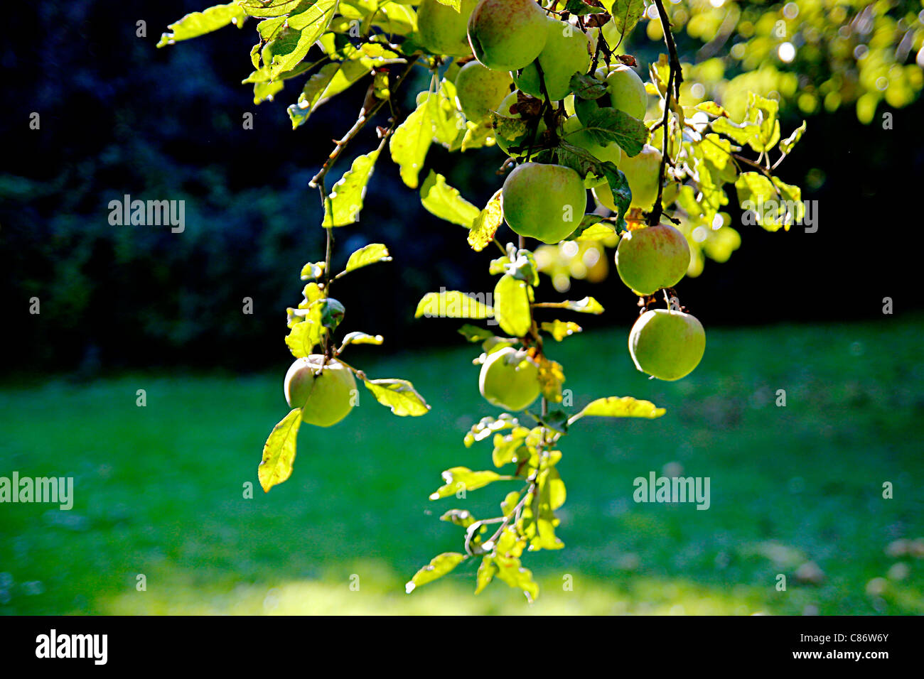 Apple in autumn sun representing harvest time Stock Photo