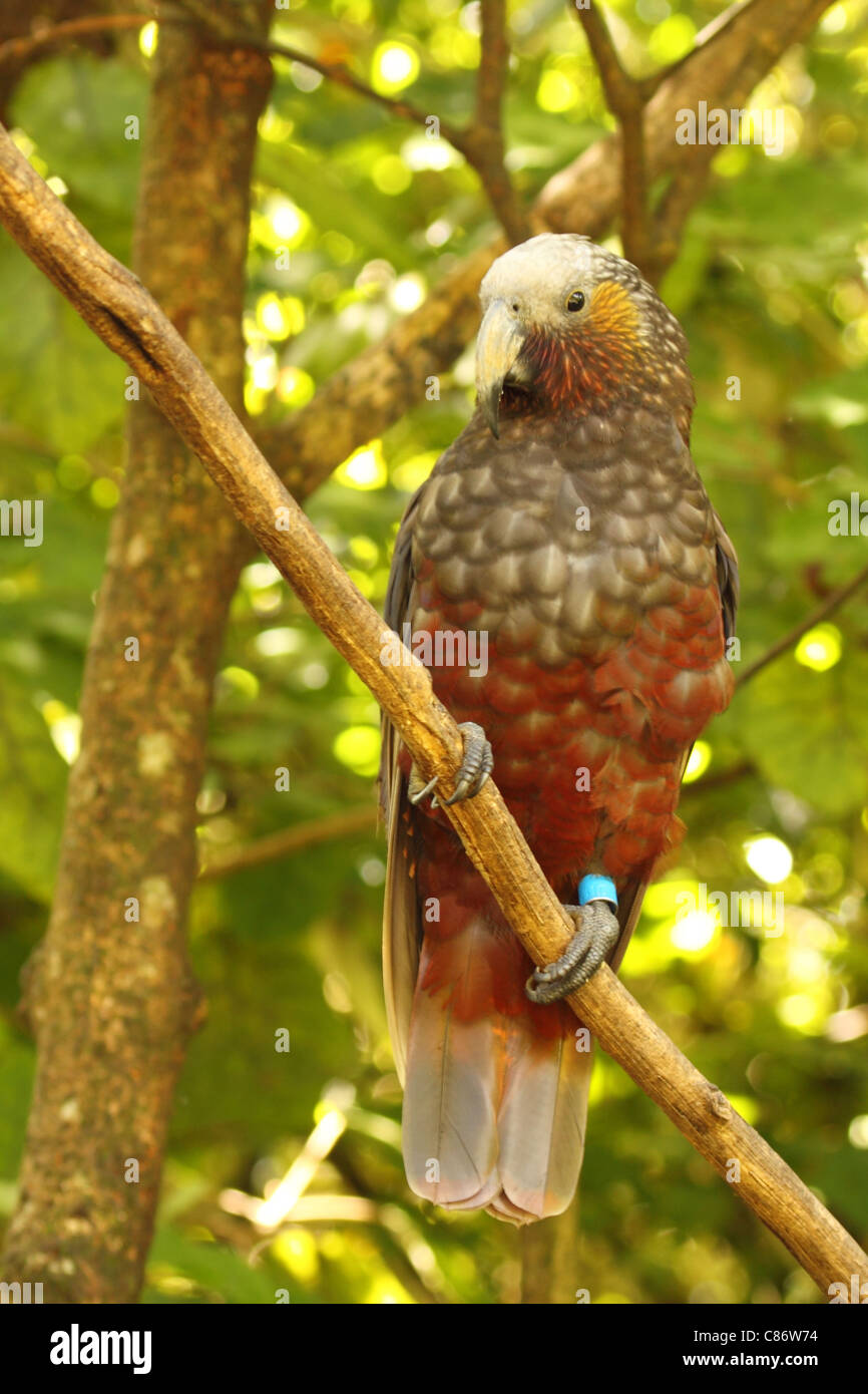 A Kaka looking out from its perch. Stock Photo