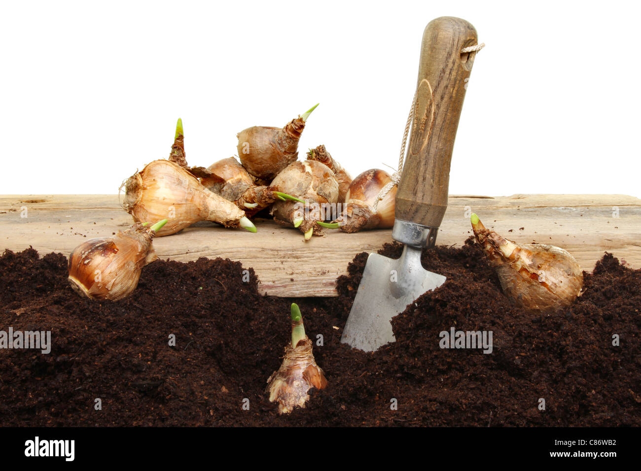 Planting daffodil bulbs into soil with a garden trowel Stock Photo Alamy