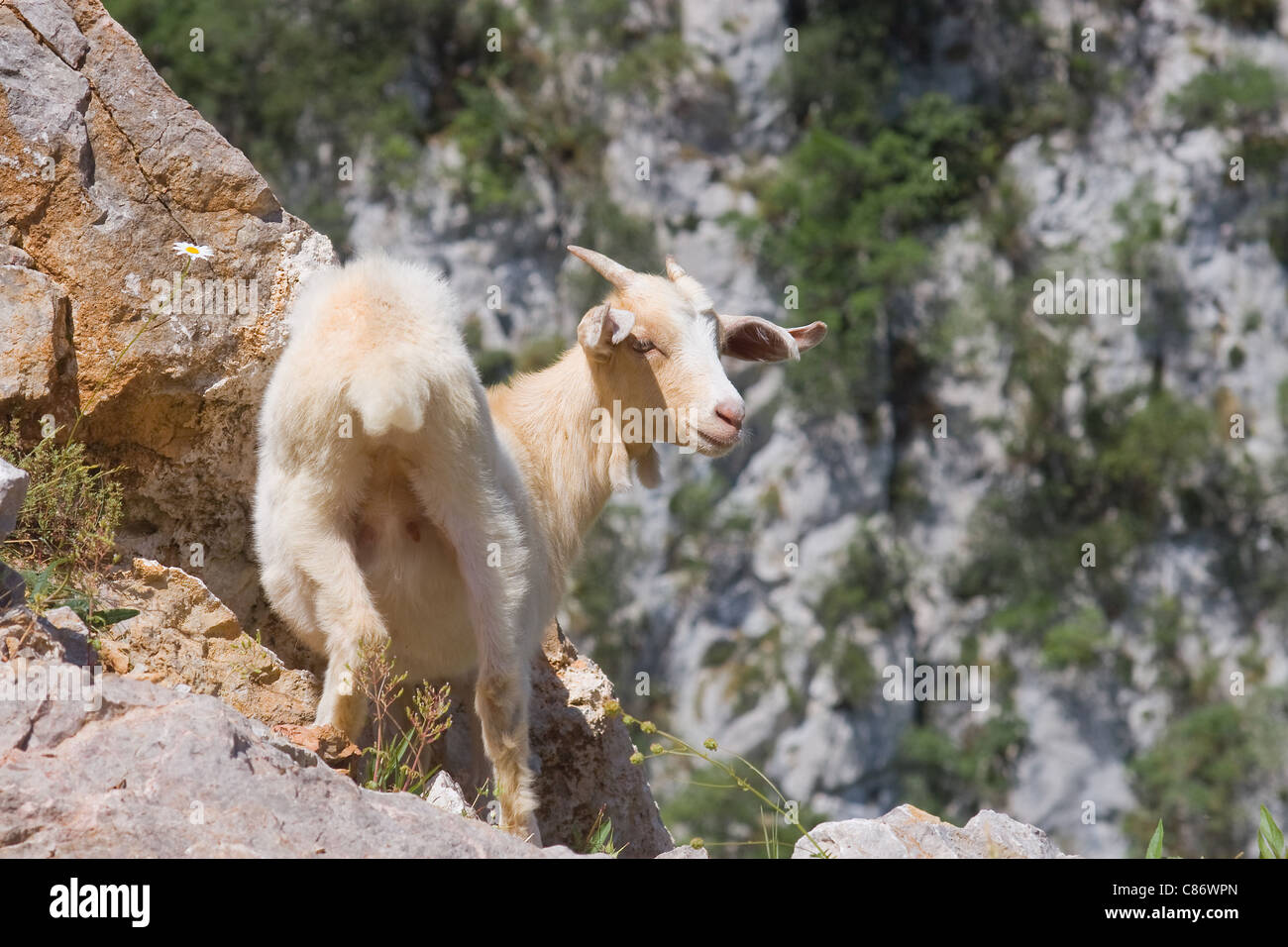 Picos De Europa National Park Wildlife Hi res Stock Photography And 