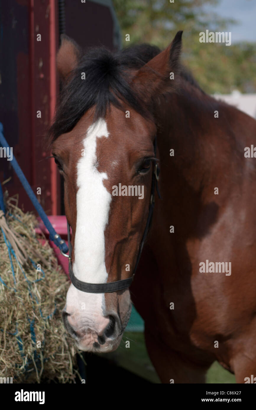 Stuffed horse head hi-res stock photography and images - Alamy