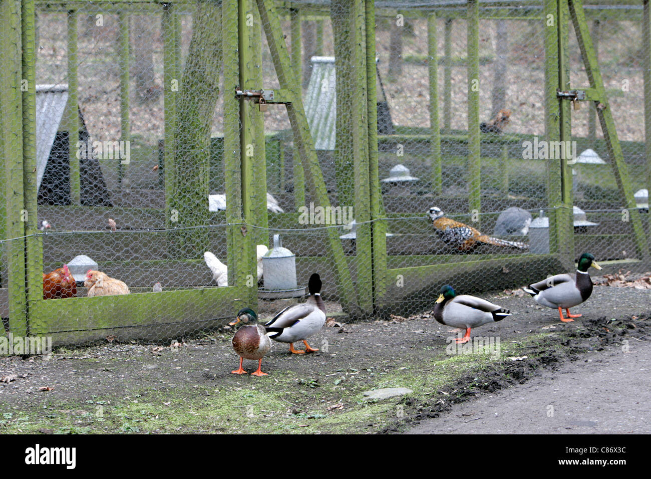 Wild ducks outside cages containing pedigree poultry and game birds on