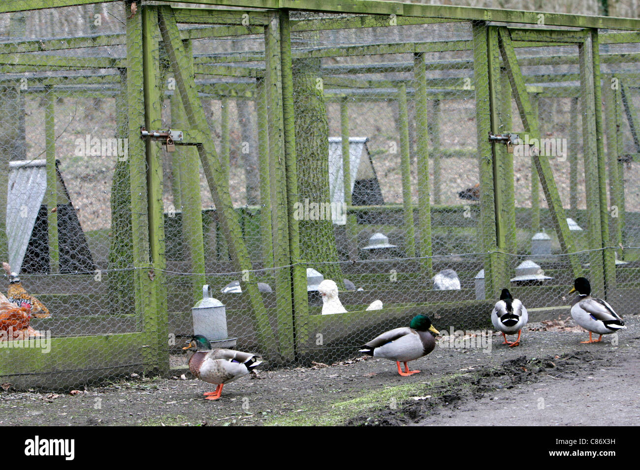 Wild ducks outside cages containing pedigree poultry and game birds on a free range farm in County Armagh Northern Ireland as fear of an outbreak of the avian bird flu H5N1 in the UK increases. It is feared that migrating wild birds will bring the disease to the UK domestic stocks. Stock Photo