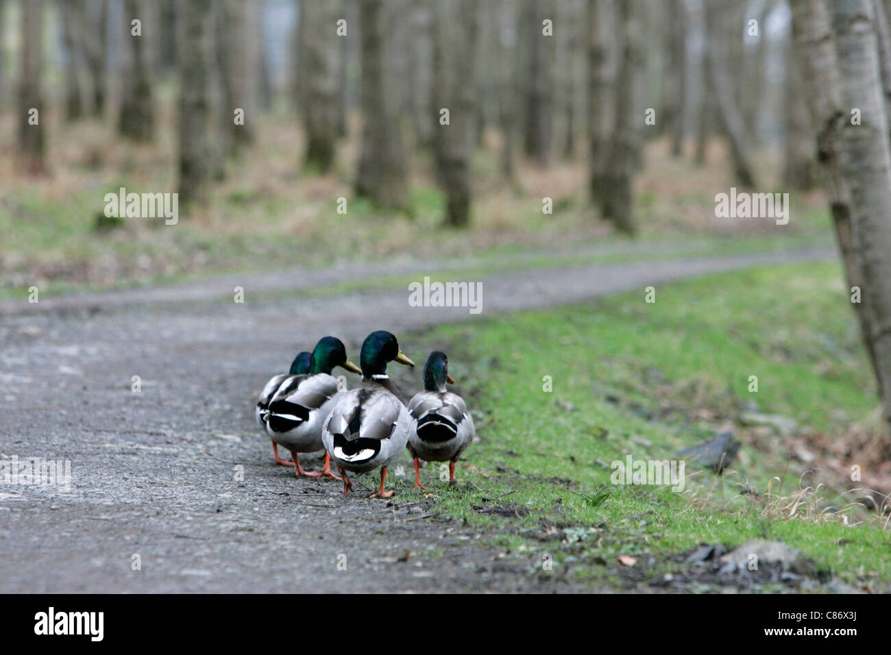 Wild ducks on a woodland path on a free range farm in County Armagh Northern Ireland as fear of an outbreak of the avian bird flu H5N1 in the UK increases. It is feared that migrating wild birds will bring the disease to the UK domestic stocks. Stock Photo