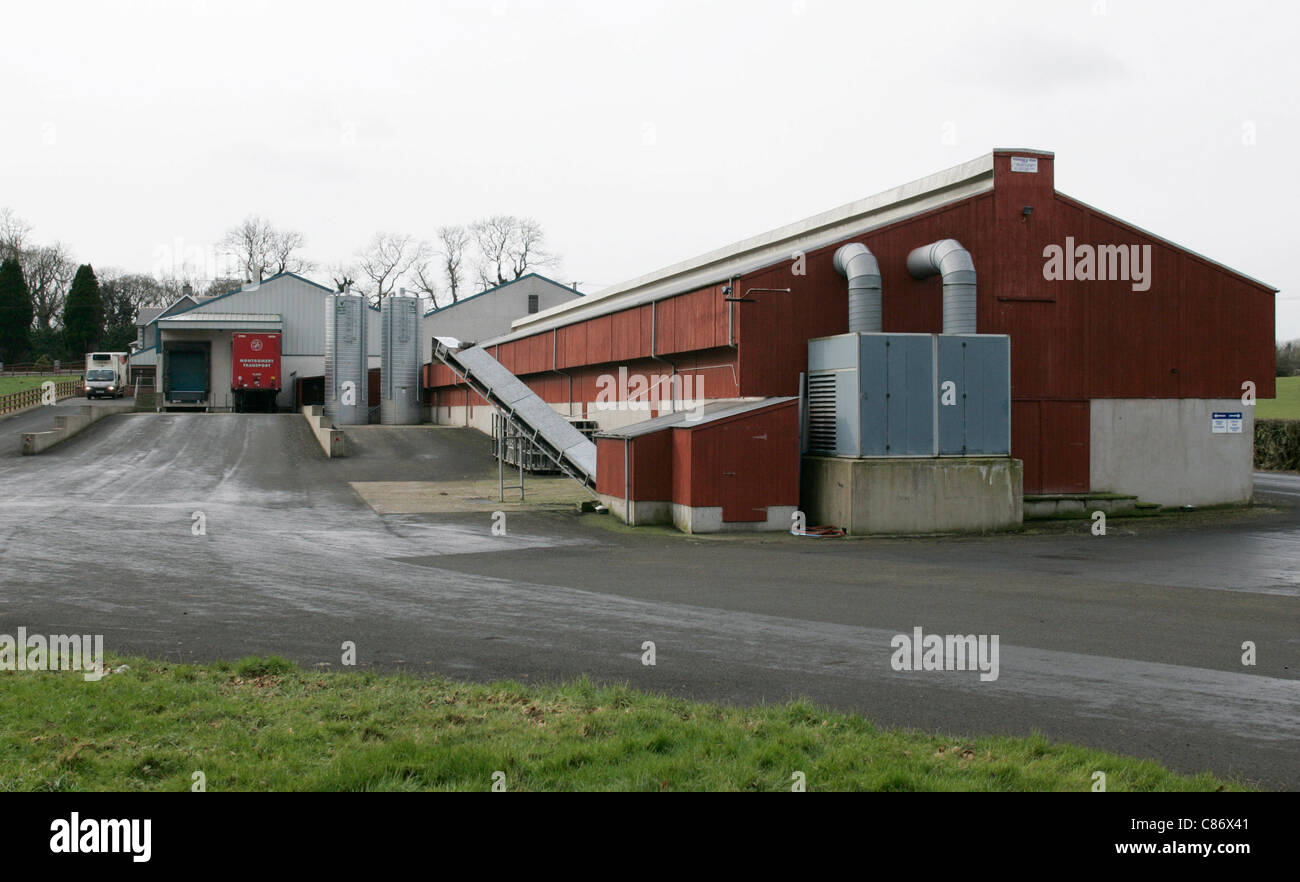 poultry farm in North Antrim, Northern Ireland as fear of an outbreak of the avian bird flu H5N1 in the UK increases Stock Photo