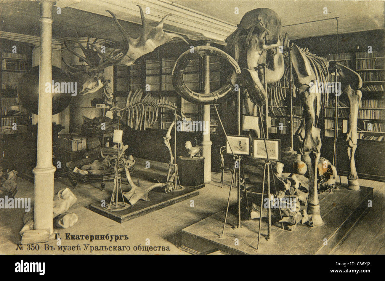 Museum of the Ural Amateurs Society for Natural Science also known as the UOLE Museum in Yekaterinburg, Russian Empire. Black and white vintage photograph by Russian photographer Veniamin Metenkov dated from the beginning of the 20th century issued in the Russian vintage postcard published by Veniamin Metenkov himself in Yekaterinburg. Text in Russian: Yekaterinburg. In the Museum of the Ural Society. Skeletons of a mammoth (Mammuthus) and a giant elk (Megaloceros giganteus) are seen in the picture. Courtesy of the Azoor Postcard Collection. Stock Photo