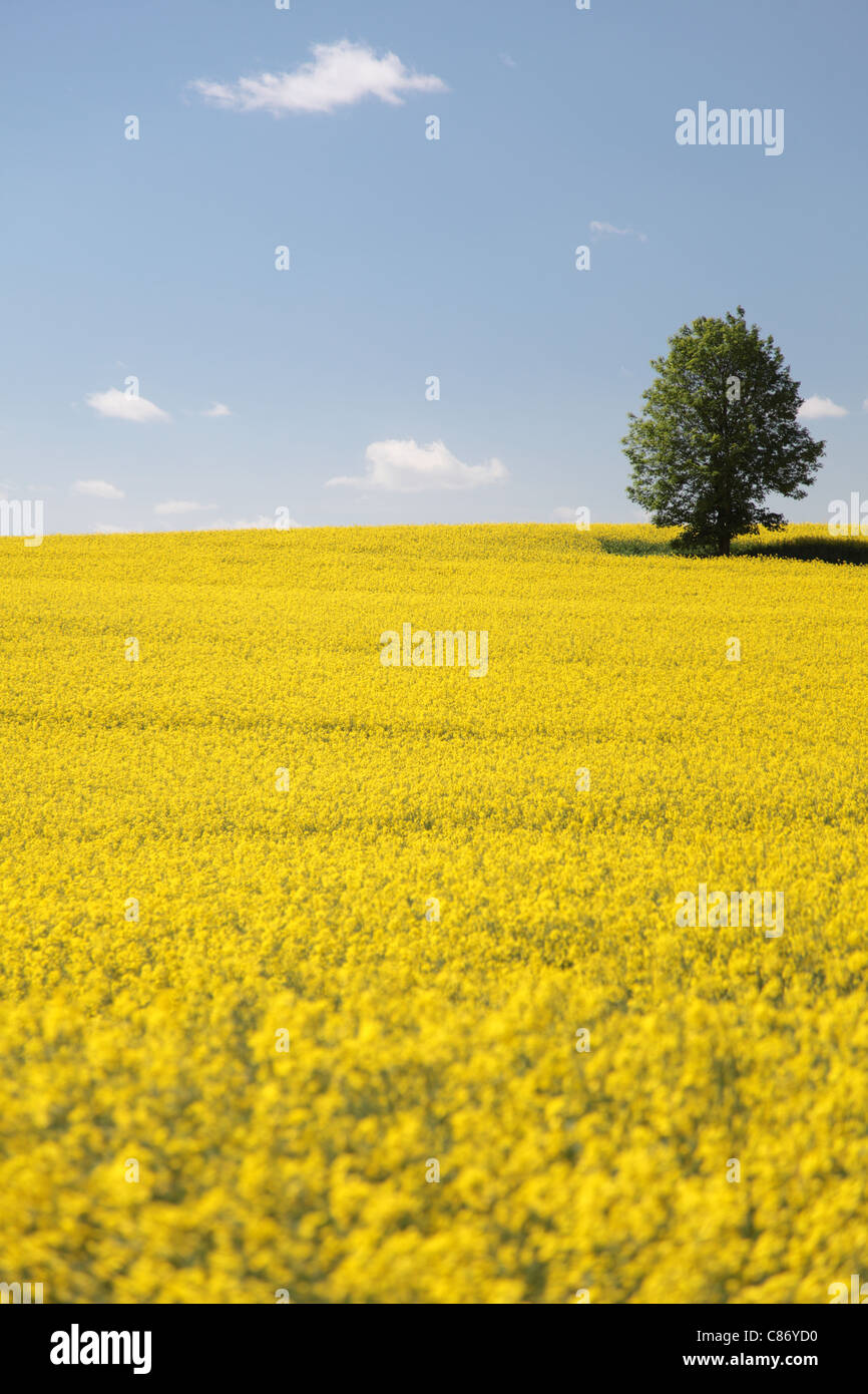 Yellow field rape in bloom with blue sky and white clouds Stock Photo ...
