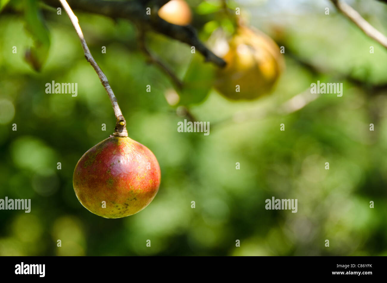 Ripe fruit on the tree of a Japanese Camellia, Camellia japonica Stock Photo