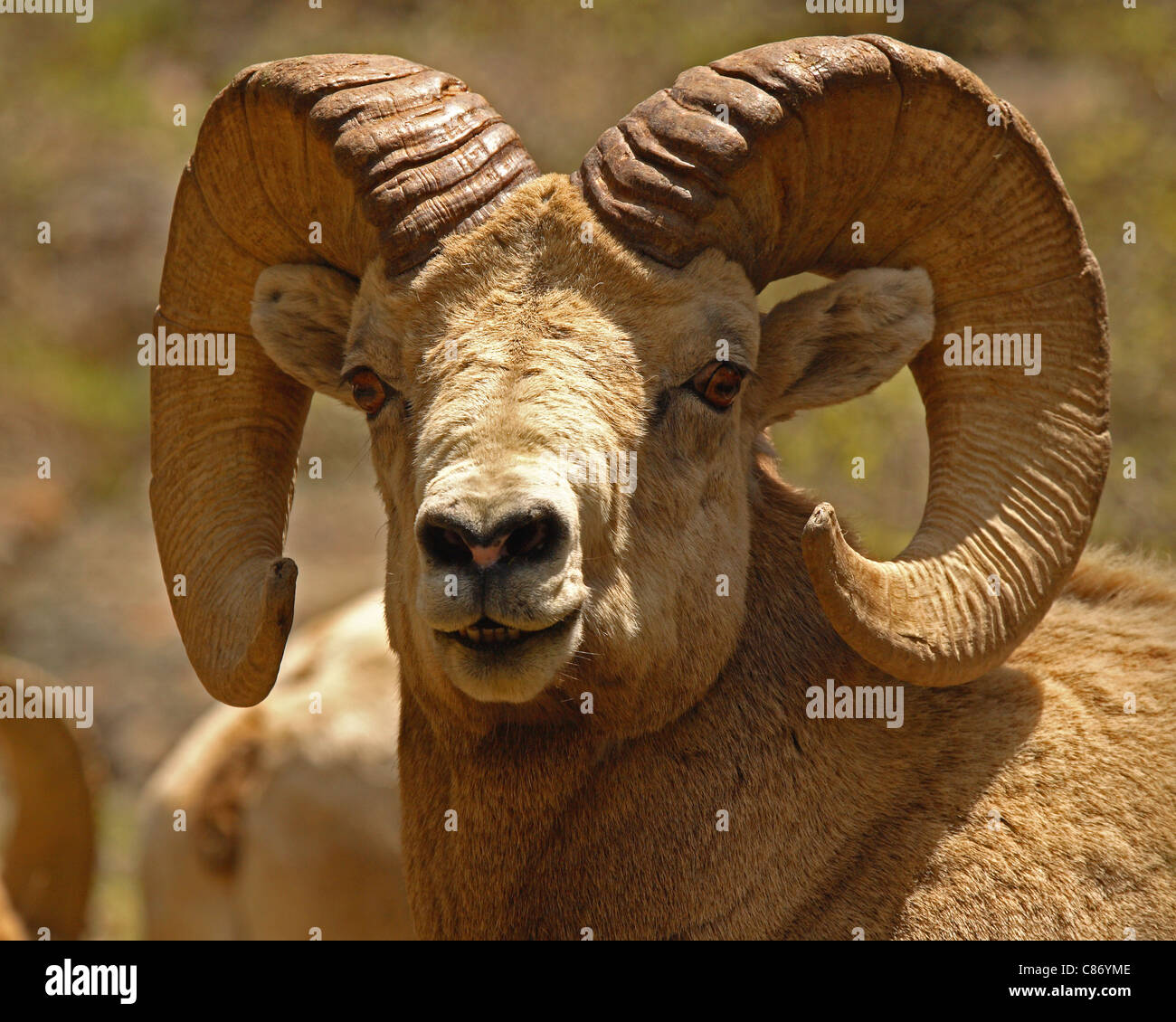 Bighorn Ram showing Teeth Stock Photo - Alamy