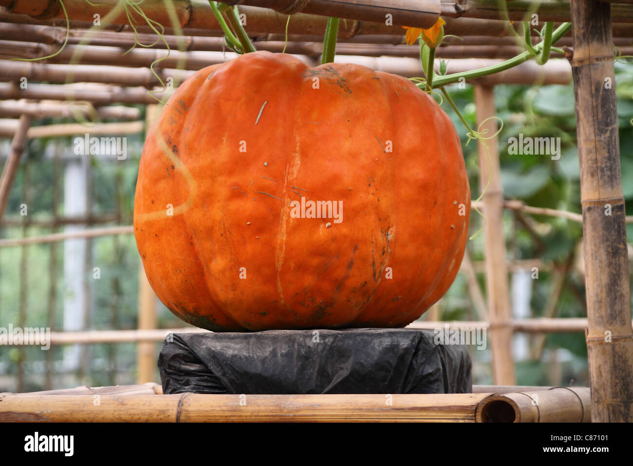 ripe pumpkins no bamboo trellis . Stock Photo