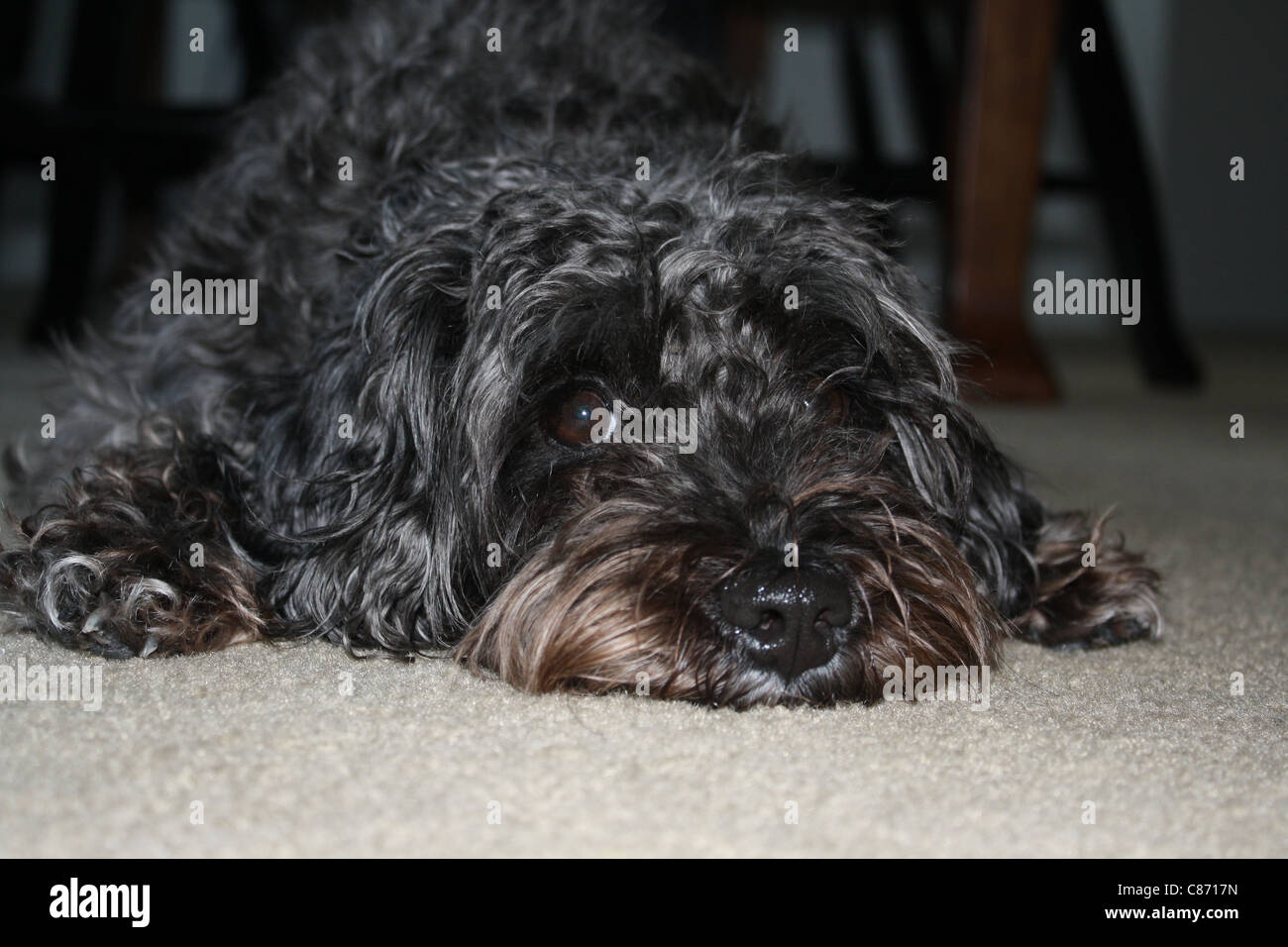 Photo of a mixed breed dog names Tessa Stock Photo