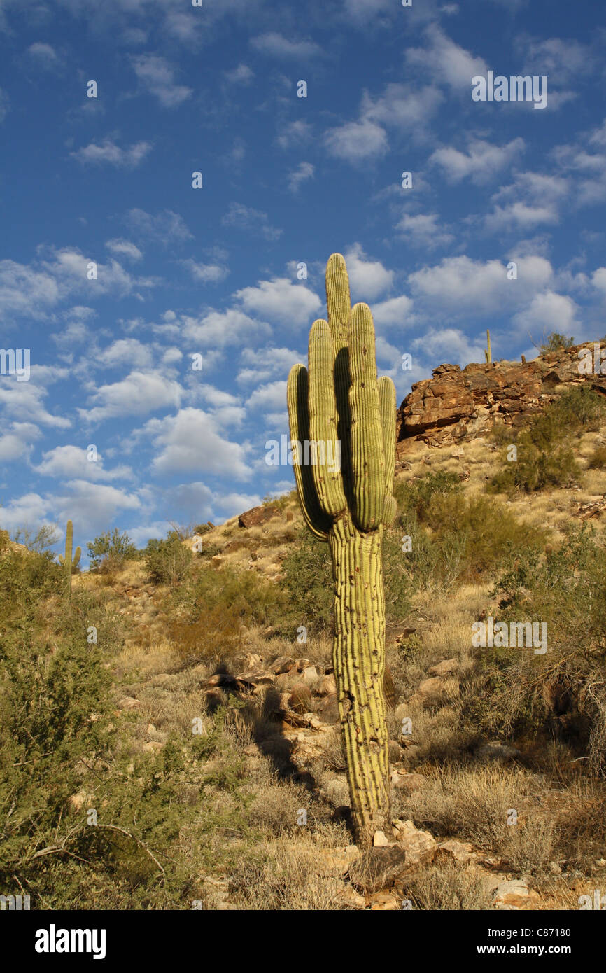 Cactus in the desert Stock Photo - Alamy