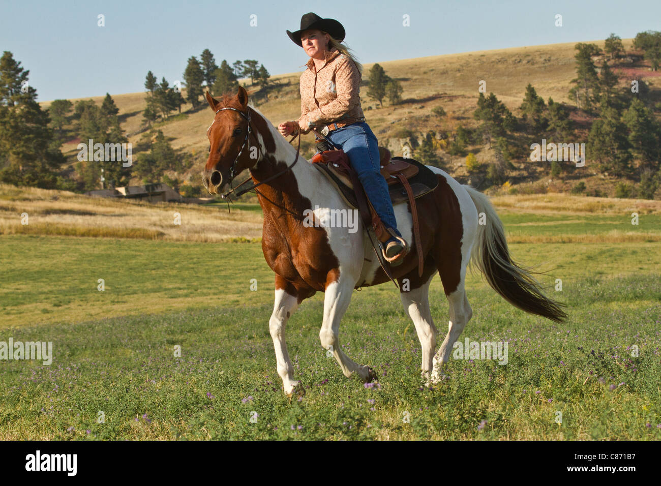 Cowgirl on a horse racing across an open meadow at sunset. Stock Photo