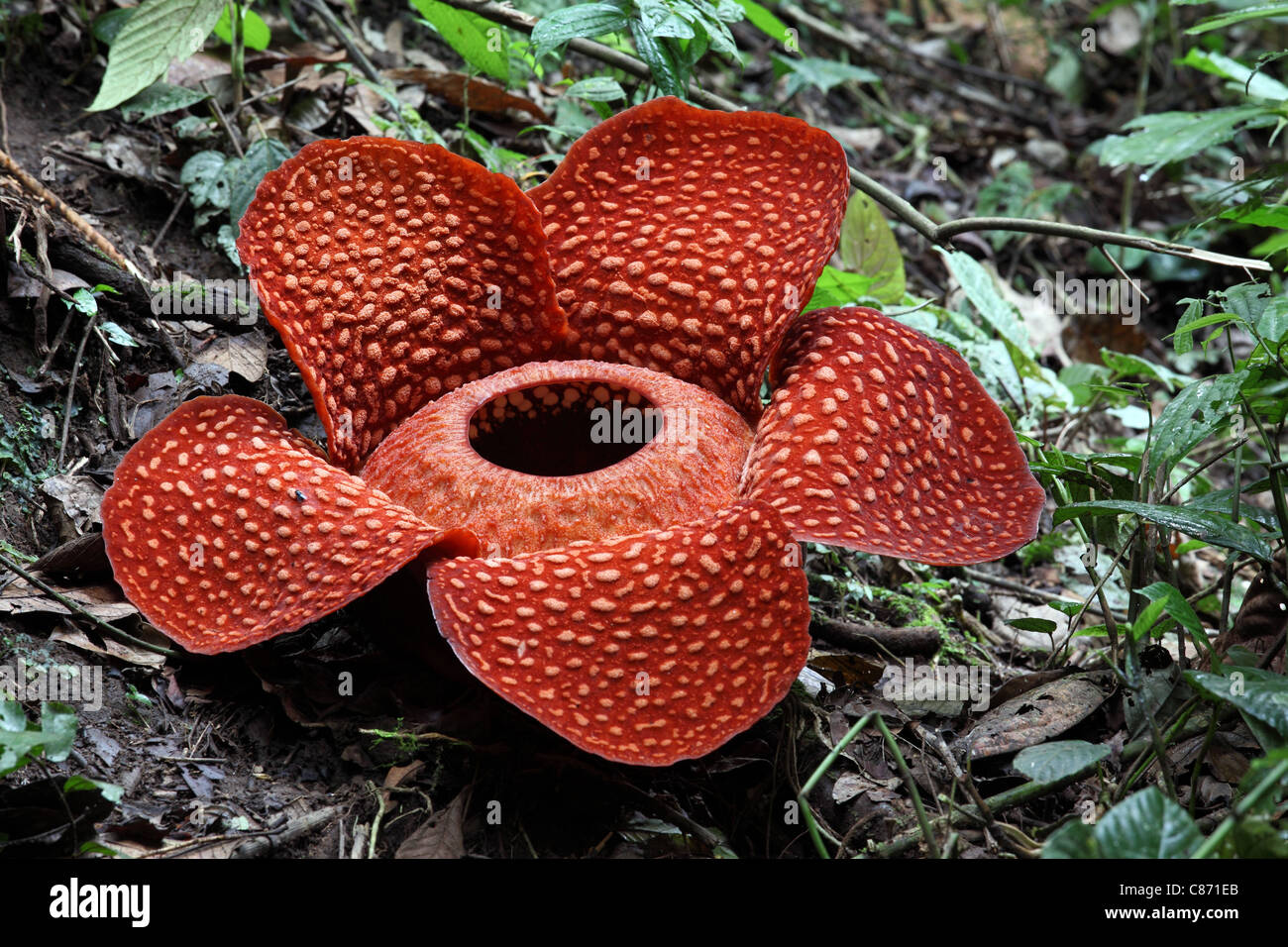 Rafflesia flower (Rafflesia kerrii meijer). Bukittinggi, West Sumatra