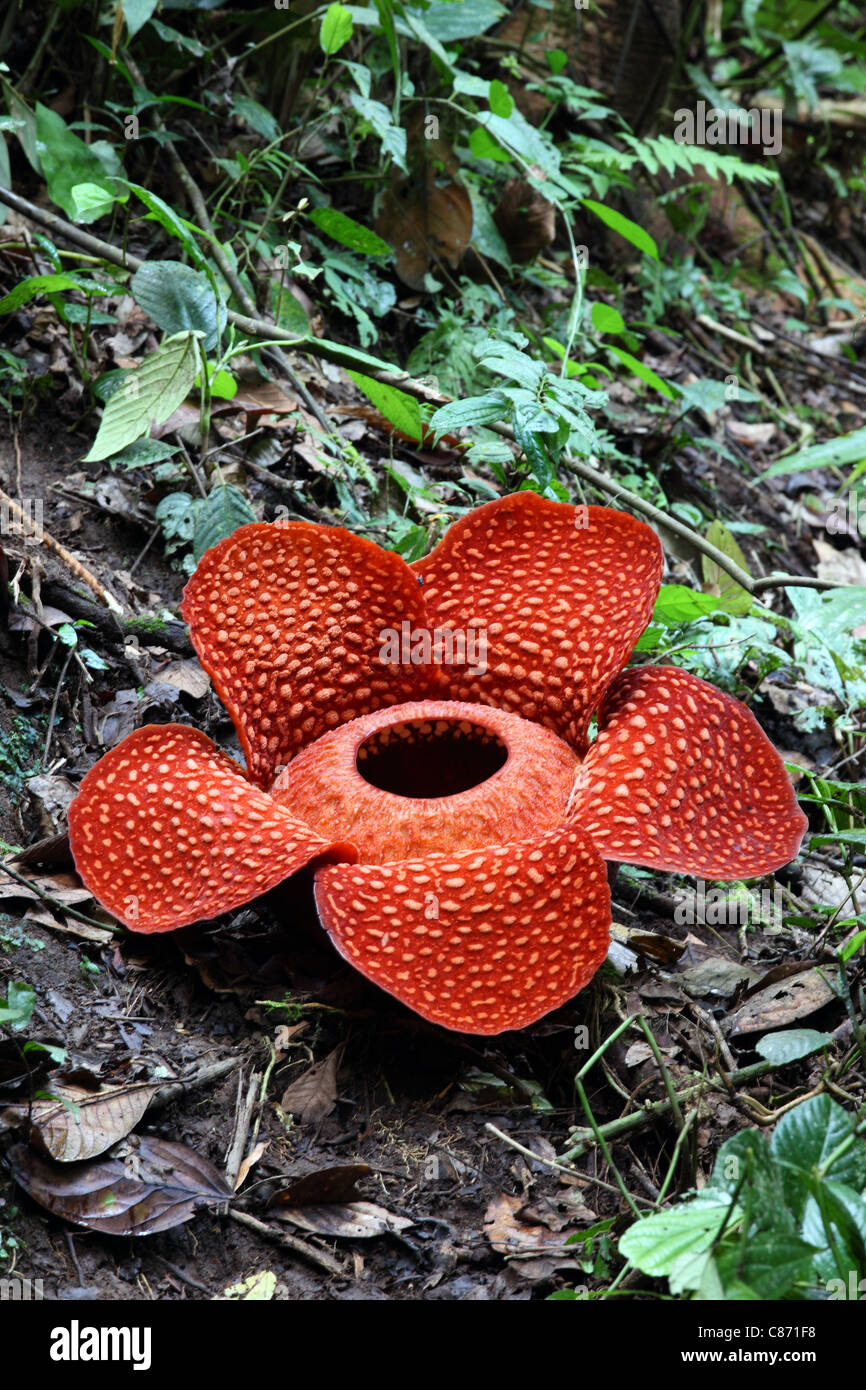 Rafflesia flower (Rafflesia kerrii meijer), Bukittinggi, West Sumatra