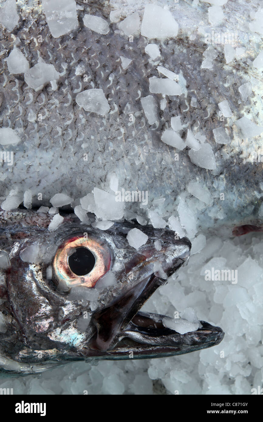 frozen hoki fish on ice Stock Photo - Alamy