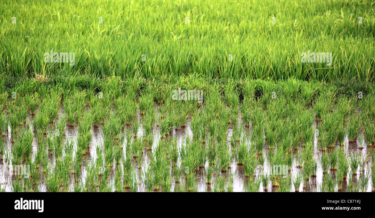 Rice paddies with crops at different growth stages. Stock Photo