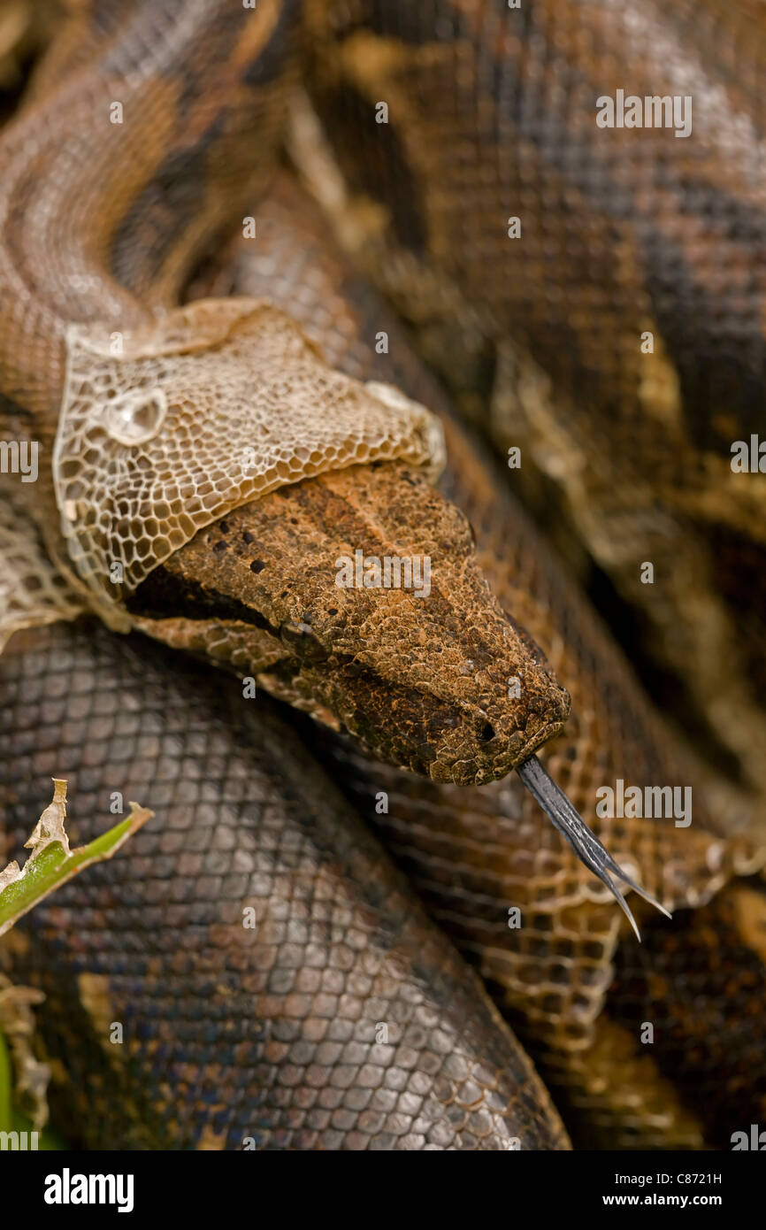 Boa Constrictor - (Boa constrictor)- Costa Rica- Tropical rainforest - Guanacaste National Park - shedding skin Stock Photo